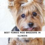 Yorkie Poo Breeders in Illinois