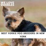 Yorkie Poo Breeders in New York