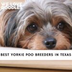 Yorkie Poo Breeders in Texas