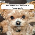 Yorkie Poo puppies pa