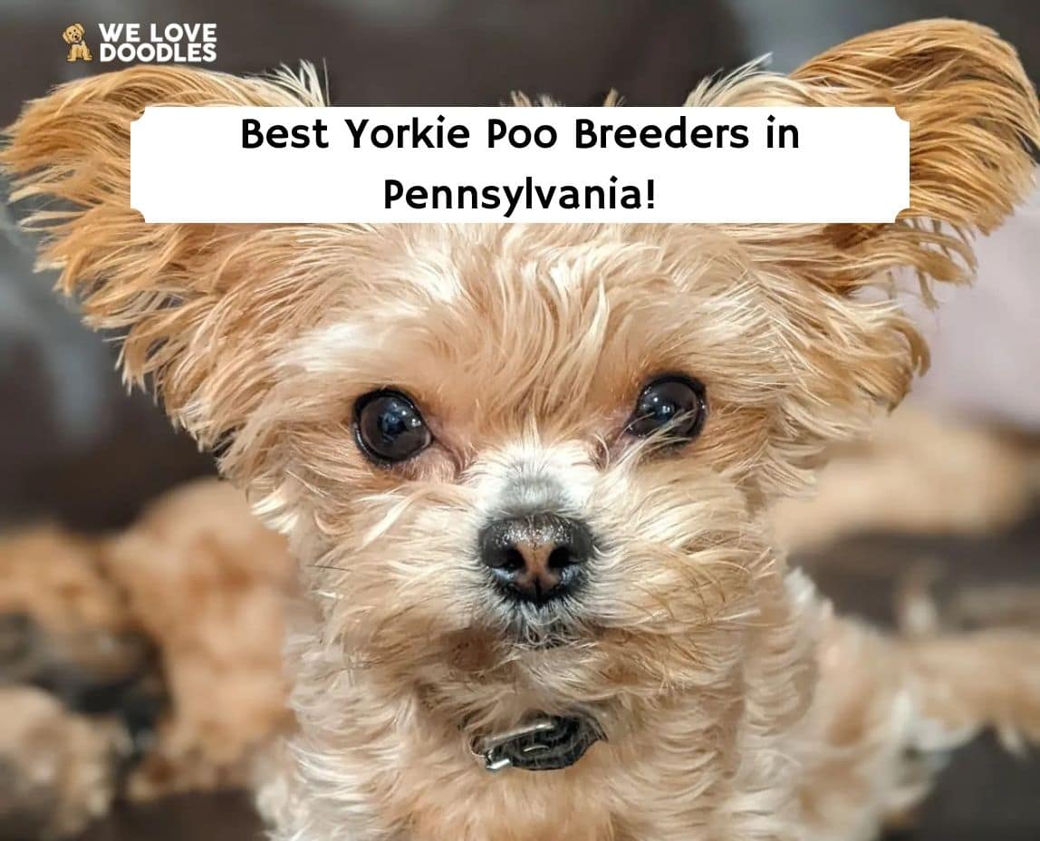 how big do yorkie poo puppies get