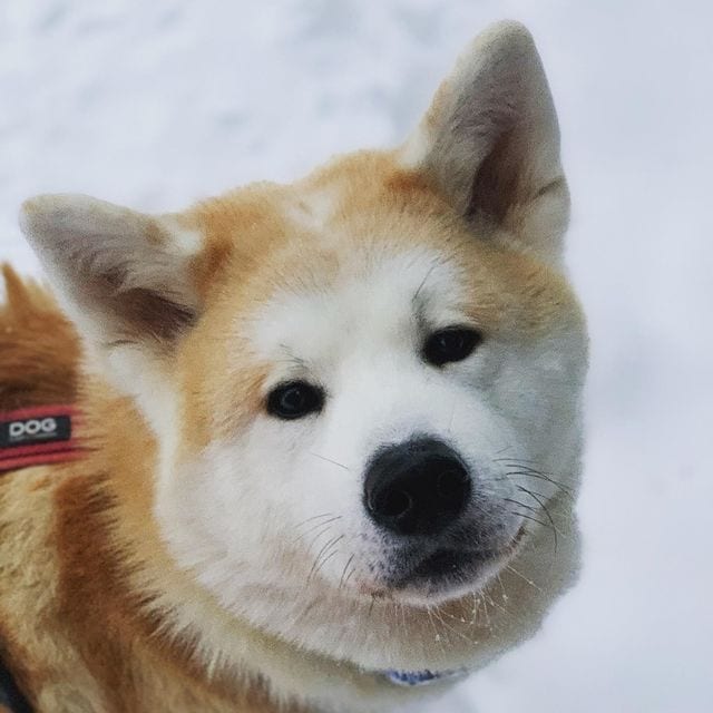 4 Best Akita Breeders in Ontario!