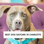 Best Dog Daycare in Charlotte