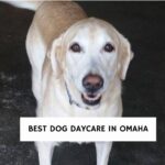 Best Dog Daycare in Omaha