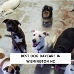 Best Dog Daycares in Wilmington NC