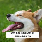 Best Dog Daycares in Alexandria, VA
