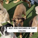 Best Dog Daycares in Fort Collins