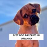 Best Dog Daycares in Orlando