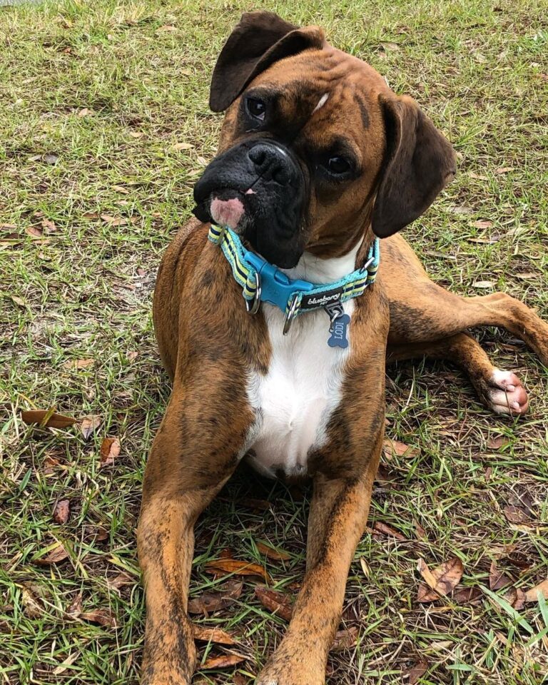 The 100 Best Black and Brown Dog Names! (2024) We Love Doodles