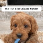 cavapoo dog names