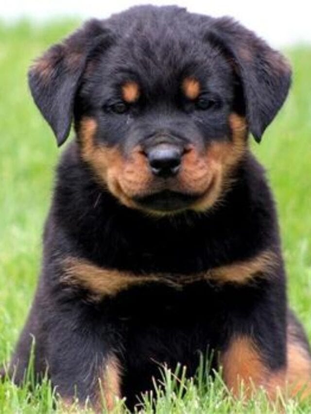 how do you take care of a baby rottweiler