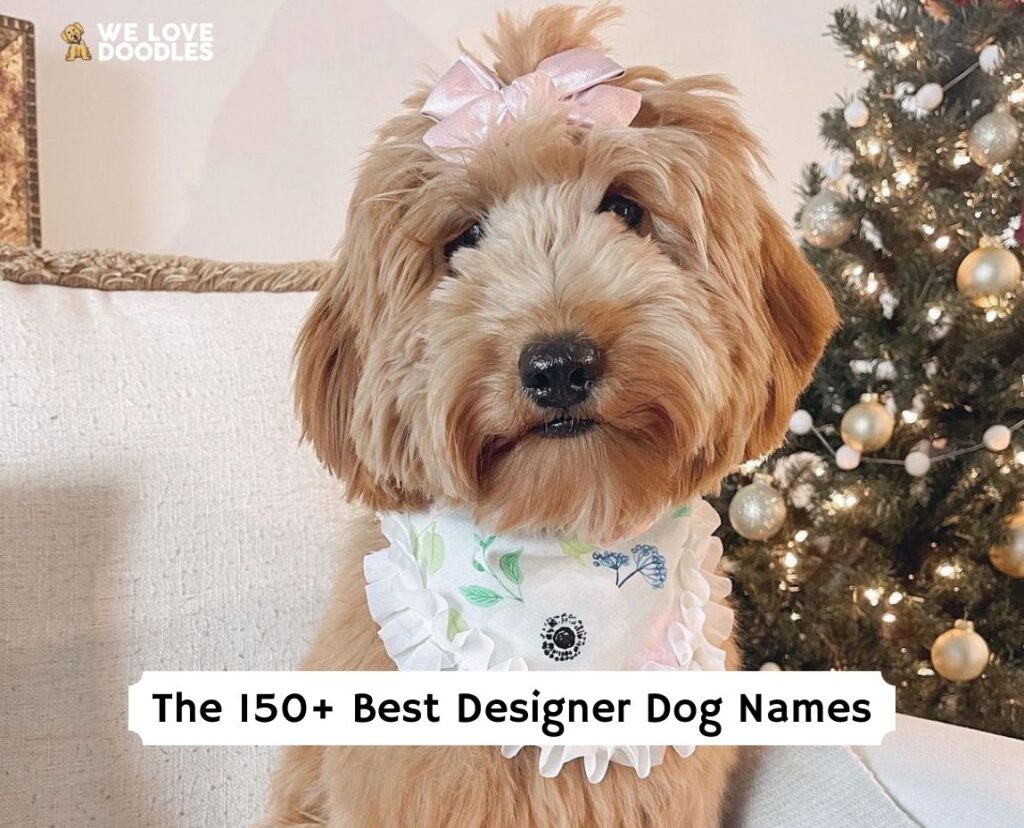 The 160+ Best Designer Dog Names!