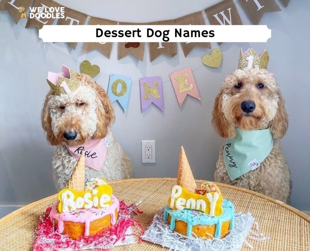 the-105-best-dessert-dog-names-2023-we-love-doodles