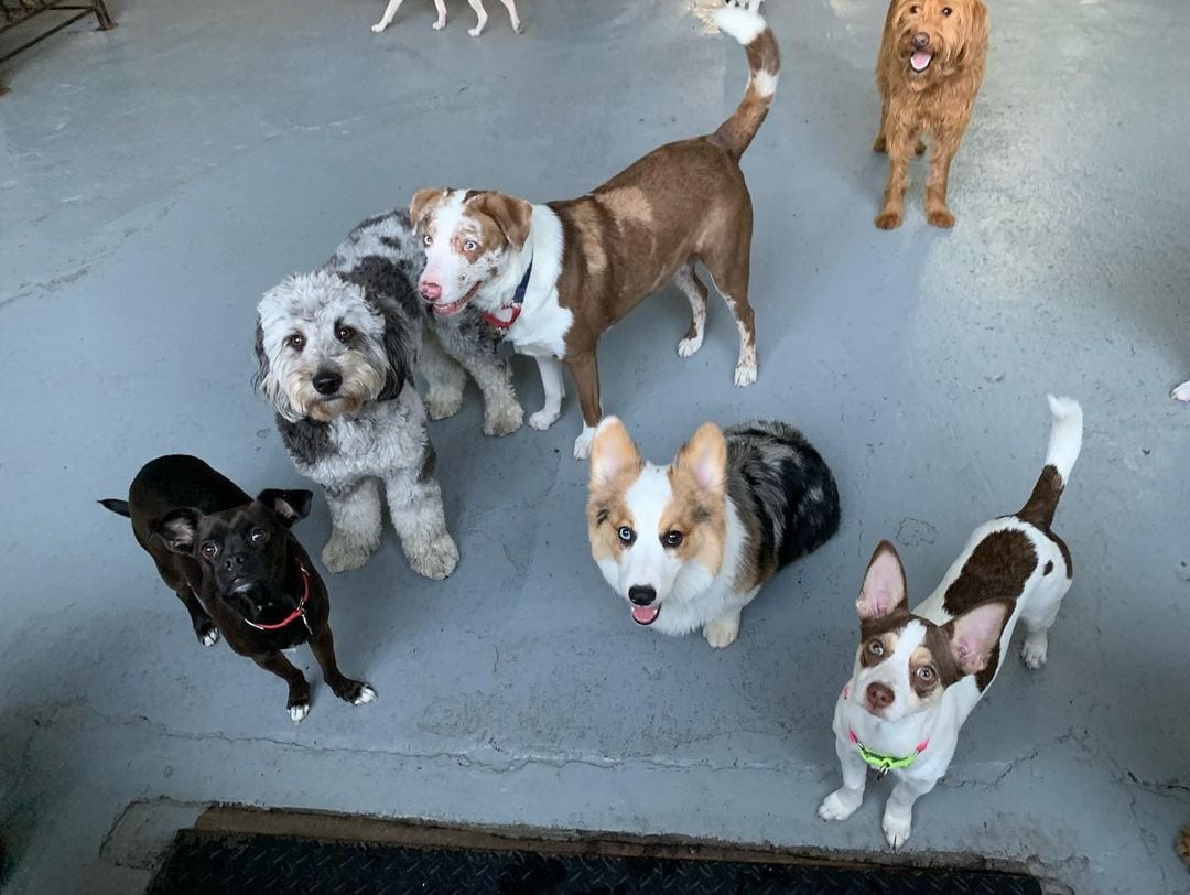 The 6 Best Dog Daycares in Boise! (2024) We Love Doodles