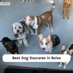 dog daycares boise