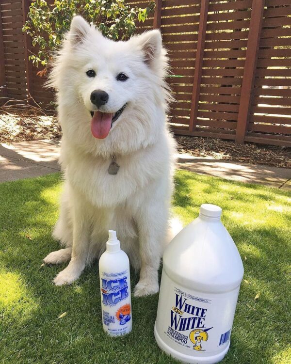 15 Best Whitening Shampoos for Dogs in 2023! We Love Doodles