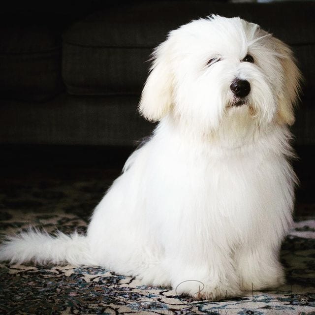 15 Best Whitening Shampoos for Dogs in 2023! - We Love Doodles