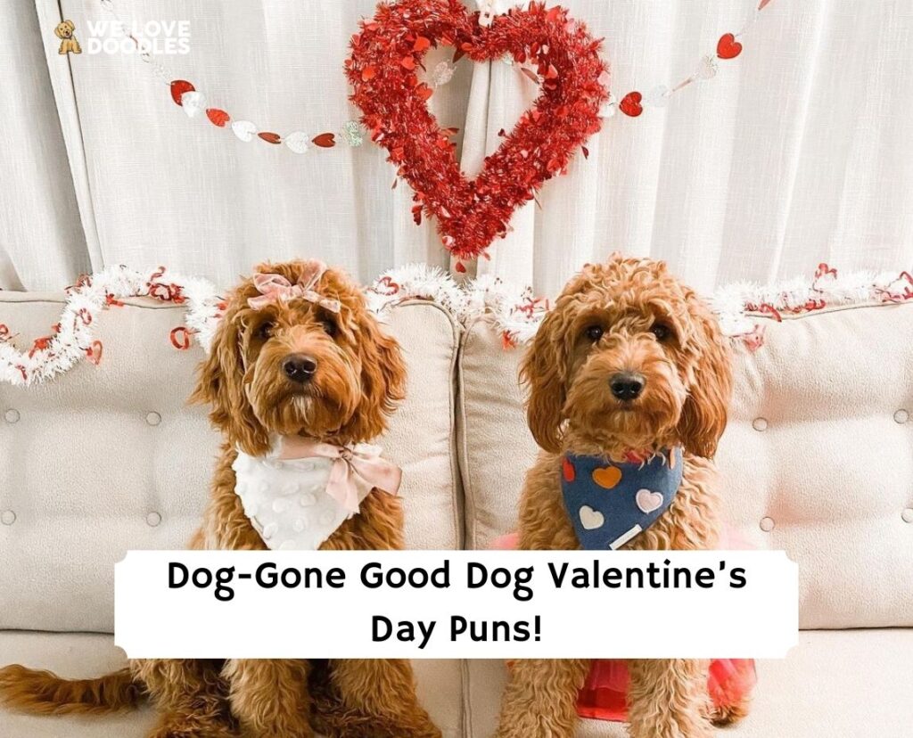39 DogGone Good Dog Valentine’s Day Puns!