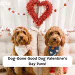 dog valentine puns