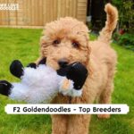 f2 Goldendoodle breeders
