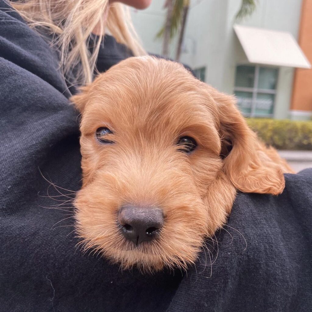 The 12 Best Goldendoodle Breeders In Ontario 2024 We Love Doodles   Goldendoodle Puppies For Sale Ontario 1024x1024 