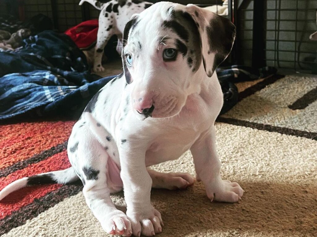 The 5 Best Great Dane Breeders in Michigan!