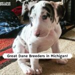 great dane puppies michigan