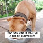 How Long Does it Take for a Dog to Gain Weight?