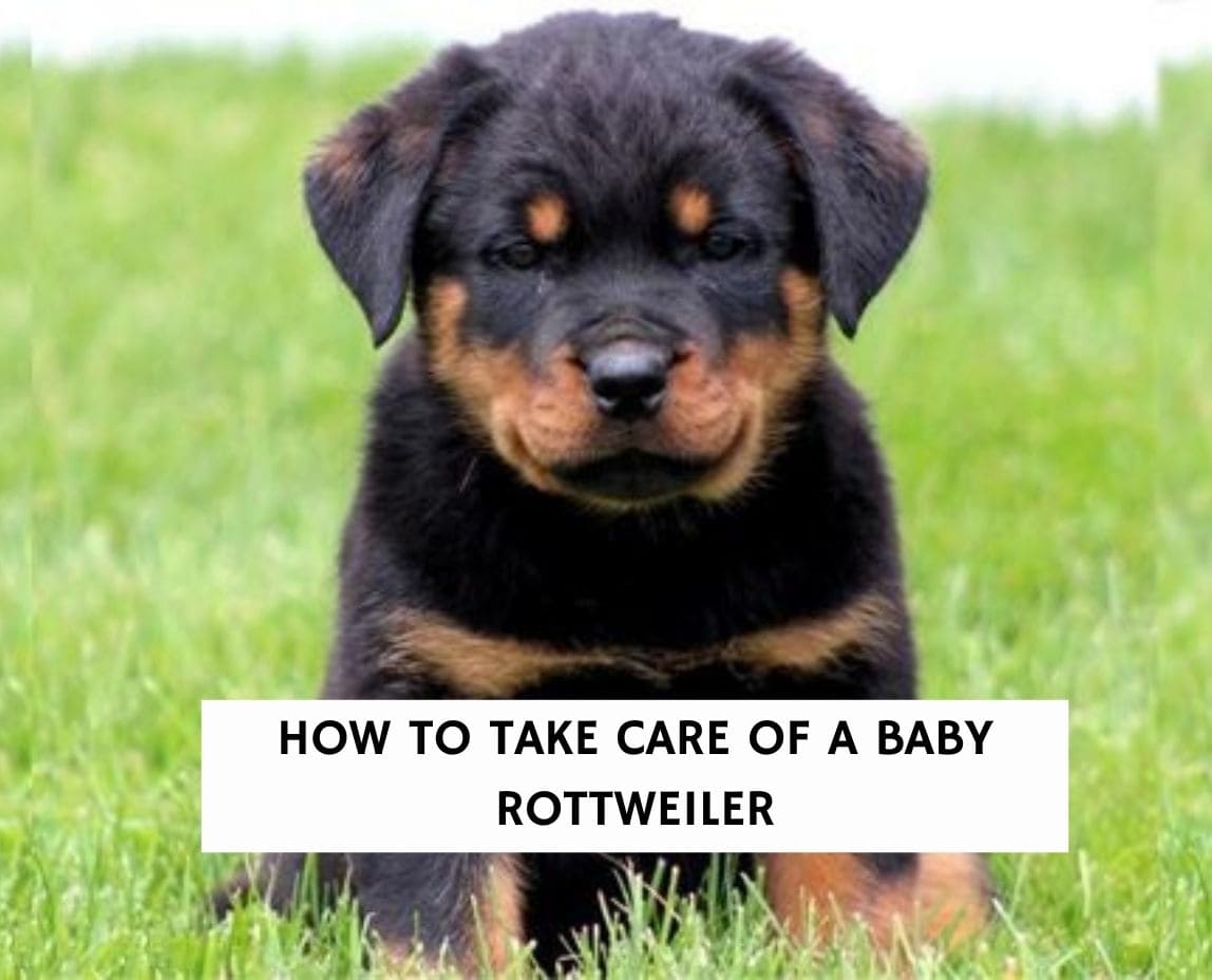 cute baby rottweiler