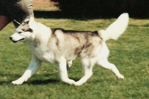 Midnight Sun Siberian Huskies