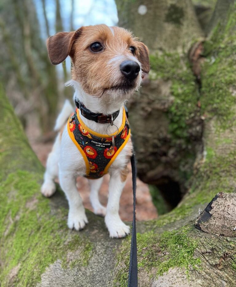 5 Best Jack Russell Breeders In The UK 2023 We Love Doodles