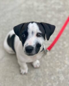 jack russell terrier puppies black and white