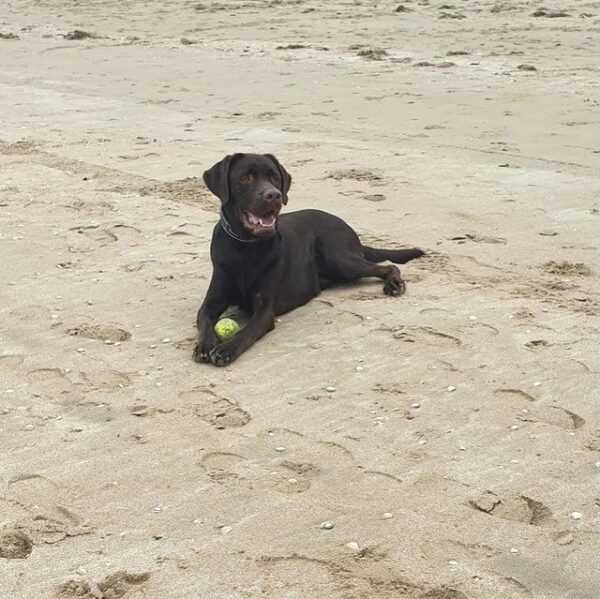 The 8 Best Labrador Breeders in the UK!