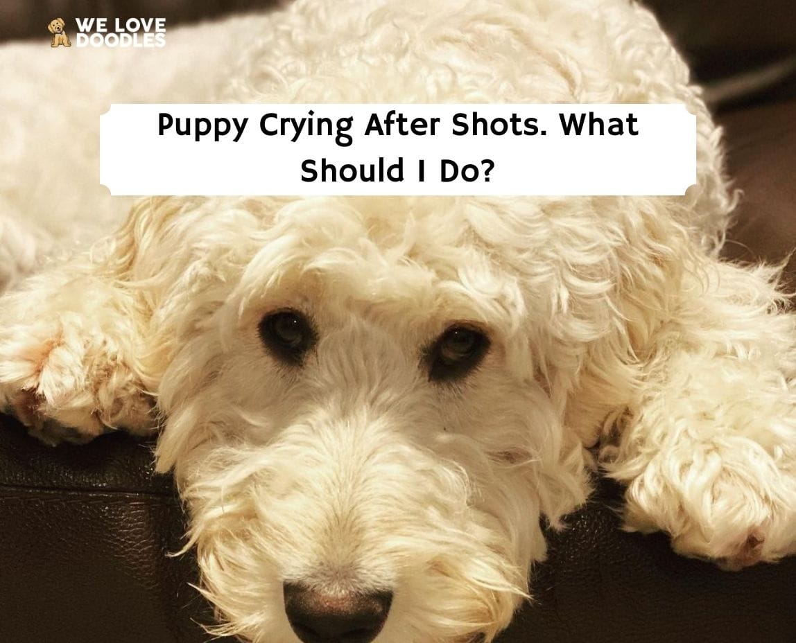 why does my dog cry when my newborn cries