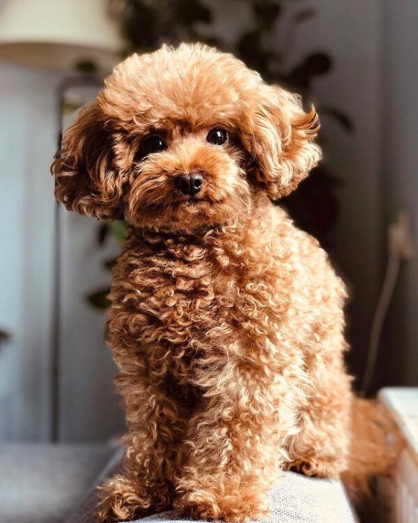 5 Basic Dutch Dog Commands!