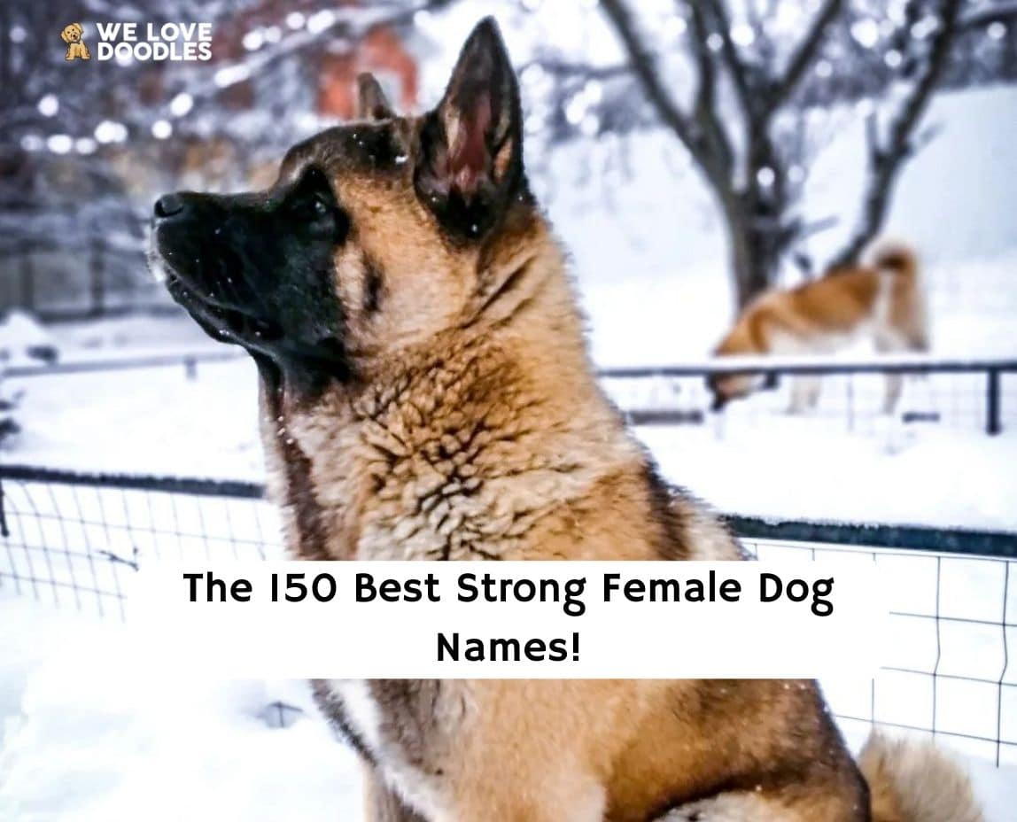 the-150-best-strong-female-dog-names-2024-we-love-doodles