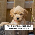 The 7 Best Goldendoodle Breeders in Australia