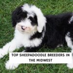 Top Sheepadoodles Breeders in the Midwest