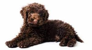 Mini Australian Labradoodle Puppies For Sale in the United States