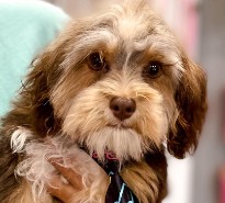 Adopt a Yorkie Poo in Virginia If You Can