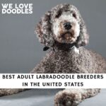 Adult Labradoodle Breeders