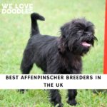 Affenpinscher Breeders in the UK