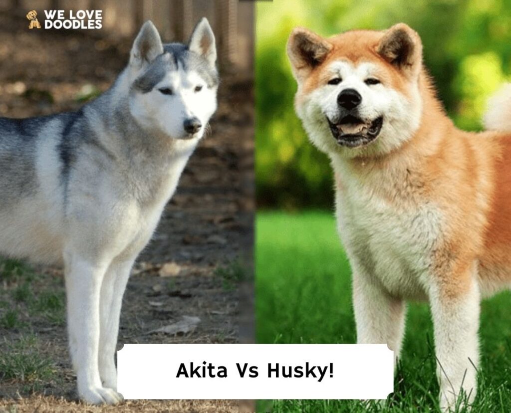 what size dog is a akita