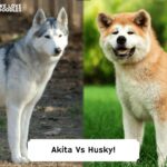 Akita-Vs-Husky-template