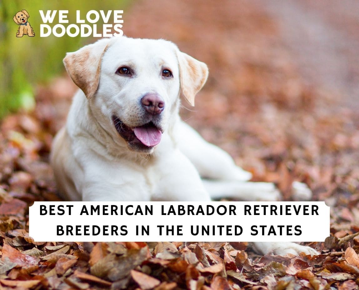7 Best American Labrador Retriever Breeders In The USA We Love Doodles