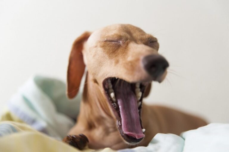 Why Does My Dog Suddenly Scream? 9 Reasons.