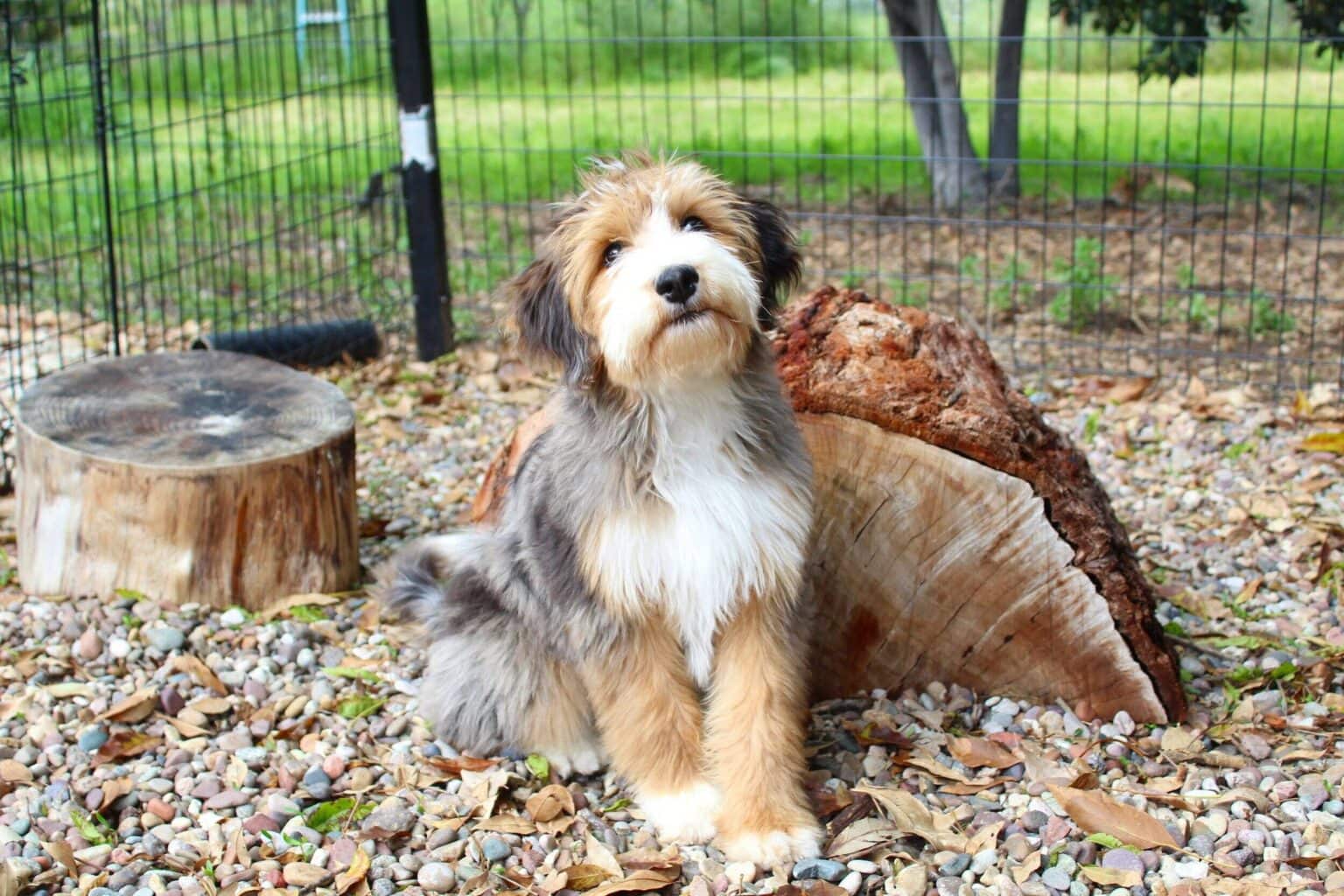 3 Best Aussie Mountain Doodle Breeders in the U.S.! - We Love Doodles
