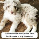 Aussiedoodle-Puppies-for-Sale-in-Arkansas—Top-Breeders-template