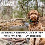 Australian Labradoodles in New York
