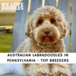 Australian Labradoodles in Pennsylvania